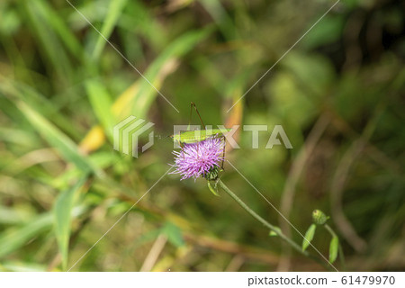 Asegrot Rumous Asegrot Rumous 61479970