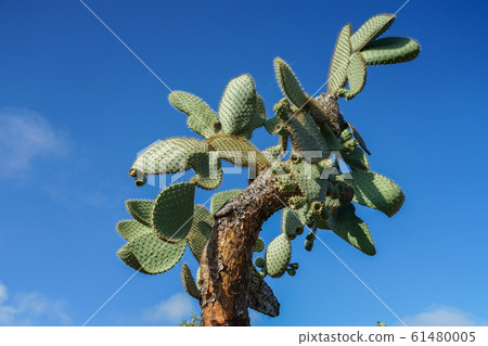 Galapagos prickly pear 61480005