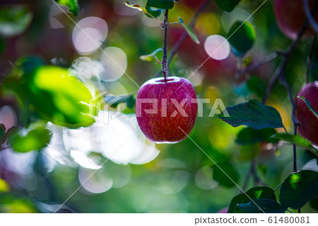 apple, red, fruit 61480081