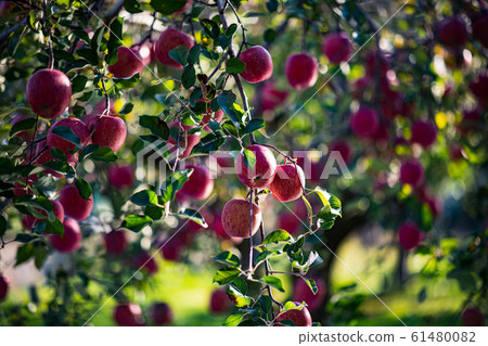 apple, red, fruit 61480082