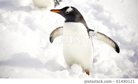 Penguin walk in the snow Penguin walk in the snow 61480121