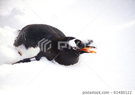 Penguin walk in the snow 61480122