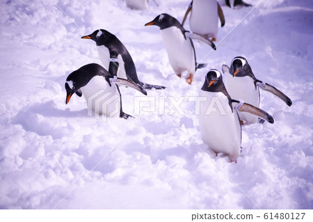 Penguin walk in the snow 61480127