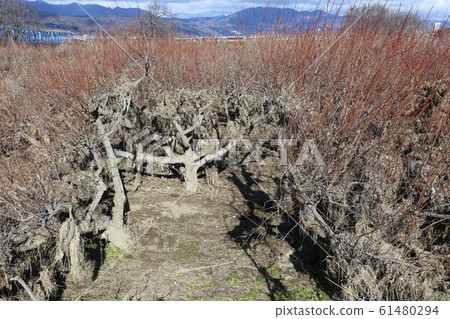 Chikuma River riverbed after flooding Chikuma River riverbed after flooding 61480294