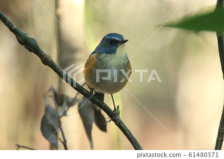 Creature wild bird Ruribitaki, male adult bird. The cutest blue bird seen in Japan. Wonder? Creature wild bird Ruribitaki, male adult bird. The cutest blue bird seen in Japan. Wonder? 61480371