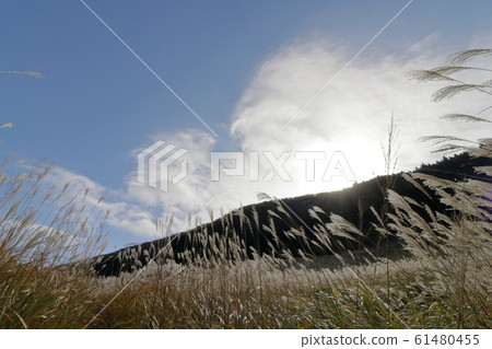 Hakone Sengokuhara pampas grass field in the blue sky 61480455
