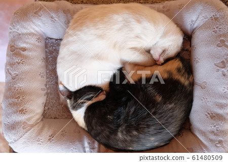 Cat cushion Cat cushion 61480509
