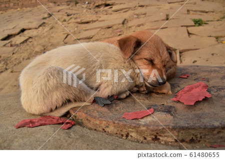 Indian Varanasi puppy living in the ghat along the Ganges River, a cute figure that sleeps while staying warm 61480655