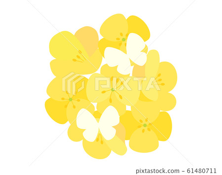 Rape blossoms 30 Rape blossoms 30 61480711