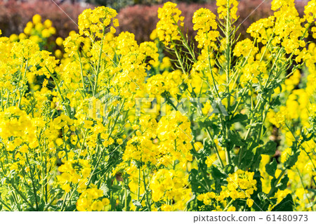 Rapeseed field 61480973