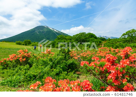 [Mt. Hakkoda, Aomori Prefecture] View of Mt. Hakkoda from the near full bloom of the Japanese azalea 61481746