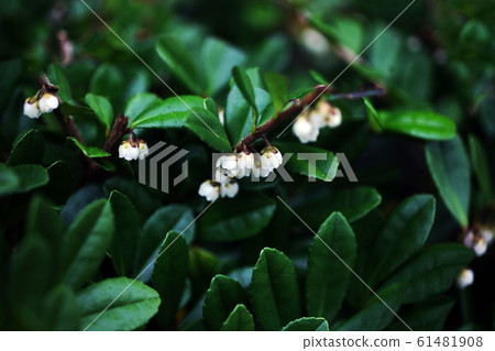 Hama hisaki白色小花 Hama hisaki白色小花 61481908