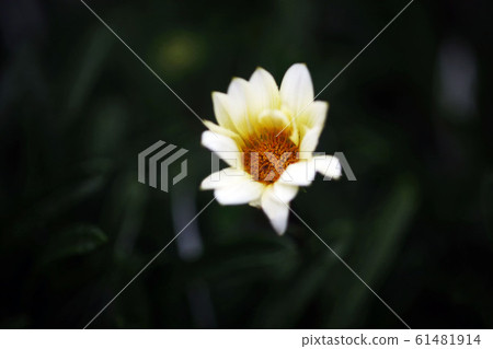 White Gazania flowers 61481914