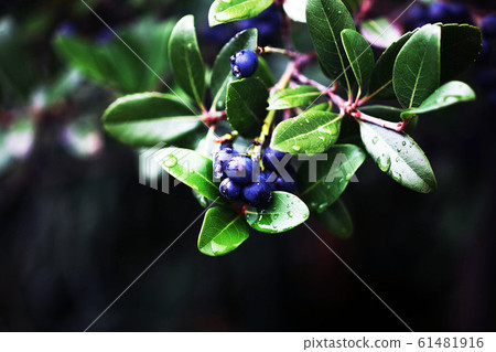 沙林拜水果在雨中生長 61481916