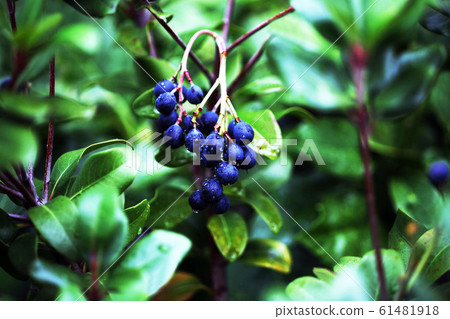 沙林拜水果在雨中生長 61481918