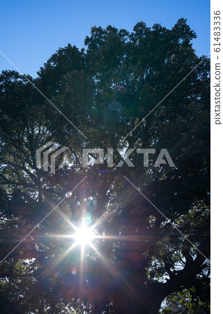 太陽和藍天c從大樹溢出 61483336