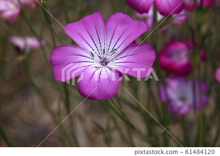 Agrostenma single wheel 61484120