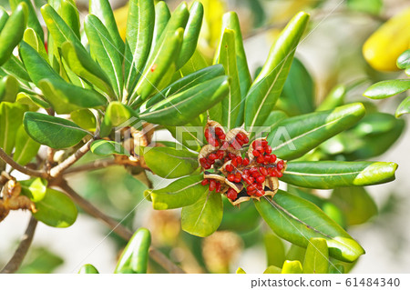 Red Tobera fruit 61484340