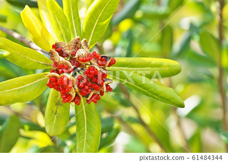 Red Tobera fruit 61484344
