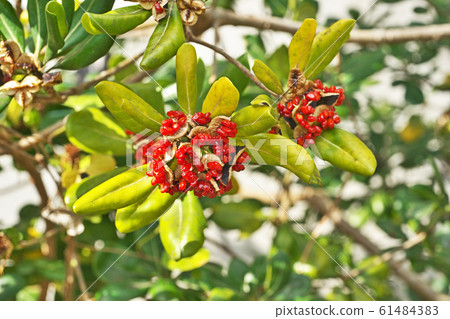 Red Tobera fruit Red Tobera fruit 61484383