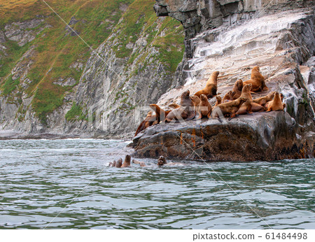 Steller Sea Lion on rock in Kamchatka peninsula 61484498