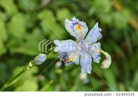 Shisendo Shisendo 61484585