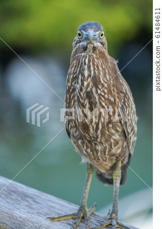 加拉帕戈斯Sasagoi 加拉帕戈斯Sasagoi 61484611