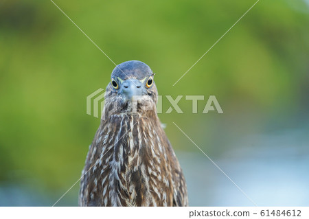 加拉帕戈斯Sasagoi 加拉帕戈斯Sasagoi 61484612