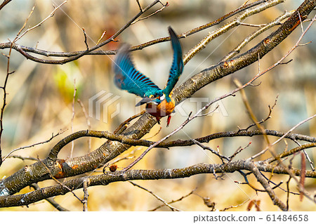 翠鳥的飛行 翠鳥的飛行 61484658