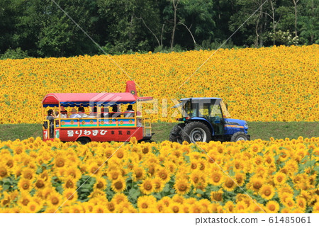 北龍町的向日葵 61485061