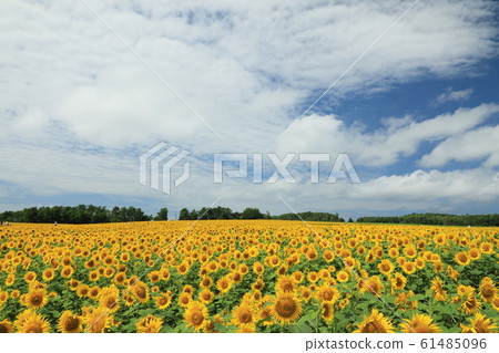 北龍町的向日葵 61485096