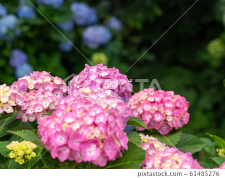 Rainy season 61485276