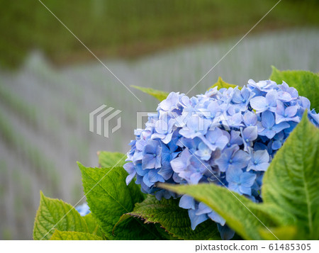 Rainy season 61485305