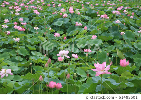 蓮花季節 蓮花季節 61485601