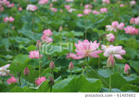 蓮花季節 蓮花季節 61485602