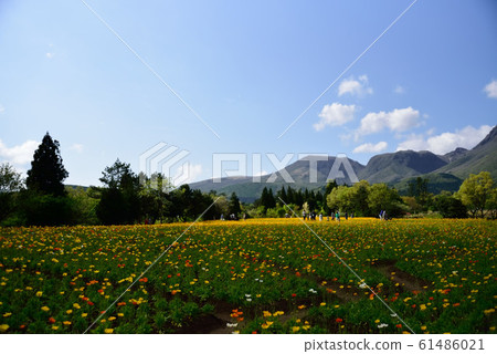 Kuju花卉公園 61486021