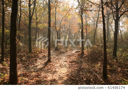 Autumn of Mt. Guernsey Autumn of Mt. Guernsey 61486174