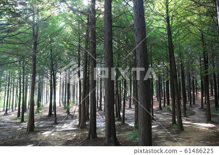 Green forest Green forest 61486225