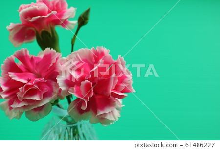 Flower carnation indoor green background 61486227