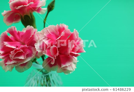Flower carnation indoor green background Flower carnation indoor green background 61486229