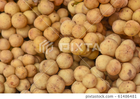 Lansium domesticum or Longkong is the Thai tropical fruits Lansium domesticum or Longkong is the Thai tropical fruits 61486481