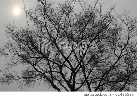 Winter tree Winter tree 61486556