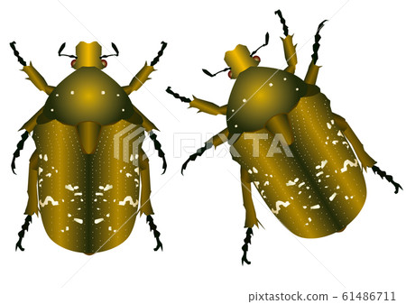 Cilanthene蚱蜢 61486711