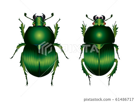 巨型松鼠和松鼠 61486717