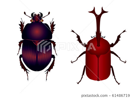 甲蟲和甲蟲 甲蟲和甲蟲 61486719