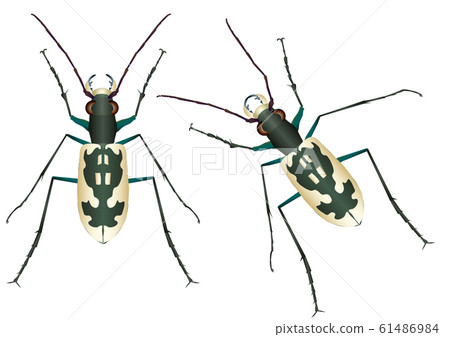 Kawarahanmyo and beetle 61486984