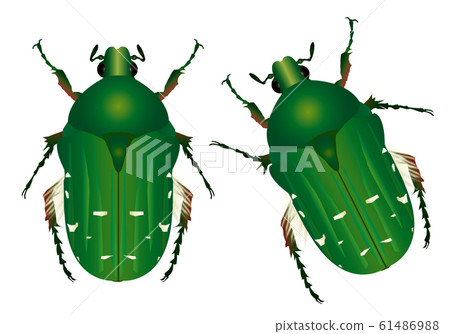 Ao Hanamuguri 61486988