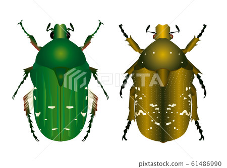 藍臉鍬蟲 藍臉鍬蟲 61486990