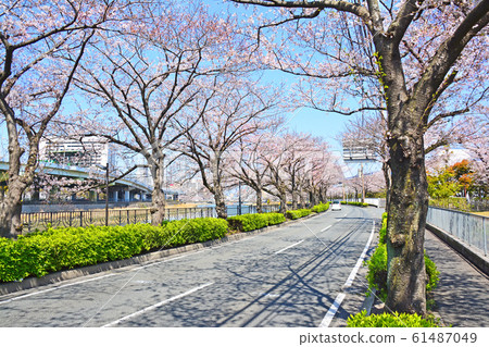 Murasaki Sakura Street Murasaki Sakura Street 61487049