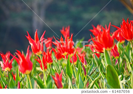 鬱金香 61487056